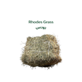 Rhodes Grass