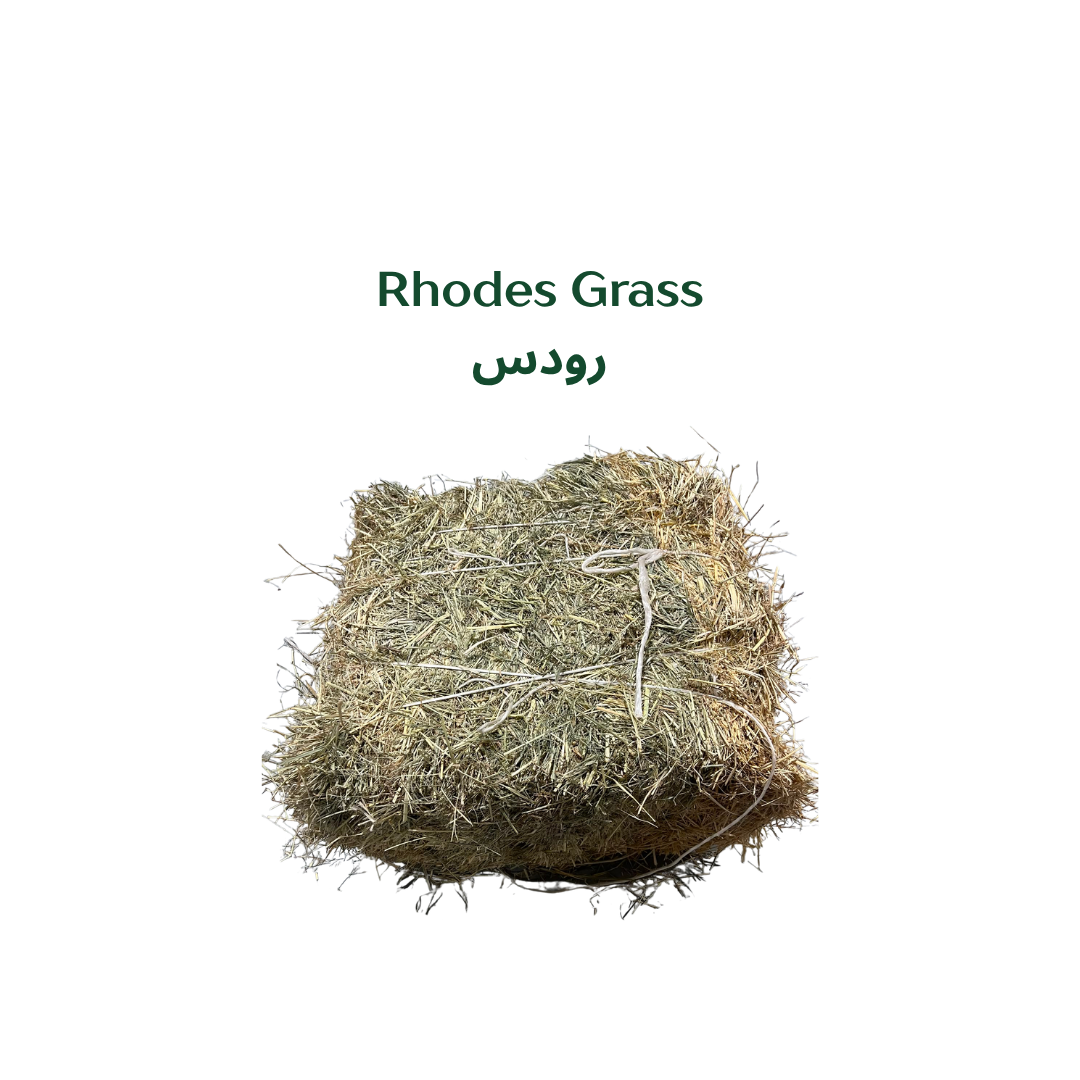 Rhodes Grass
